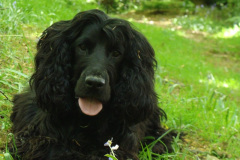 CH-Summer-evening-walk-dog