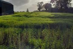 CH-Summer-evening-walk