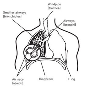 How your lungs work - COPD Support IrelandCOPD Support Ireland